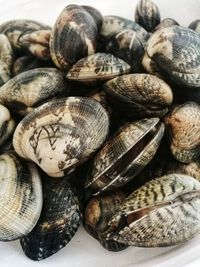 Close-up of shells