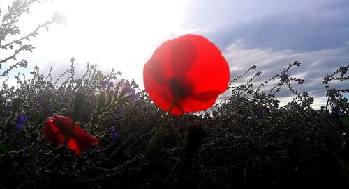 Close-up of red poppy flowers against sky