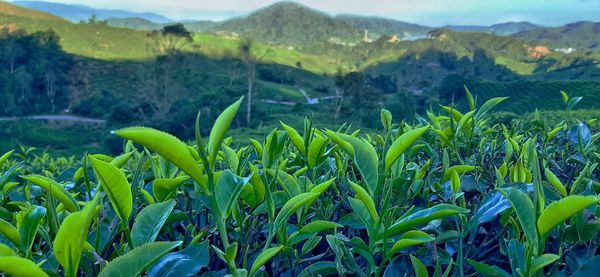 Scenic view of agricultural field