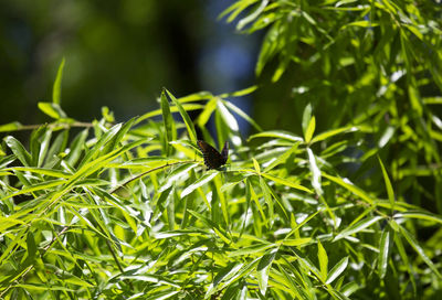 Red-spotted purple butterfly limenitis arthemis perched on a tree leaf