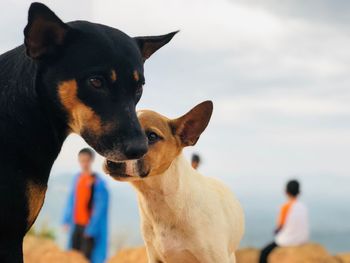 Close-up of two dogs