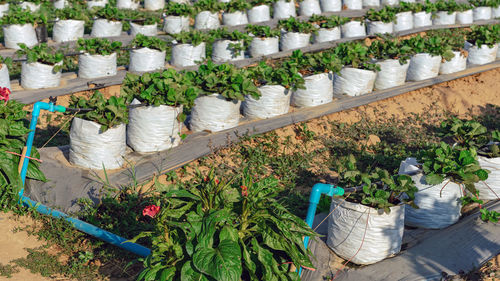 High angle view of potted plants