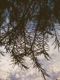 Low angle view of tree against sky