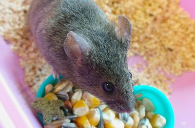 Close-up of squirrel eating food