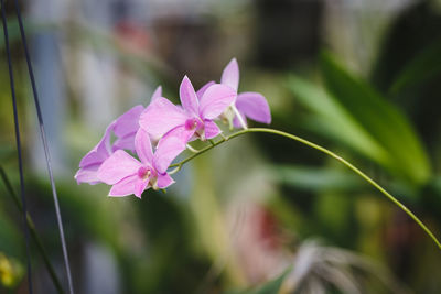 Close-up of flowers against blurred background