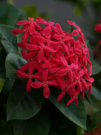 Close-up of red flowering plant