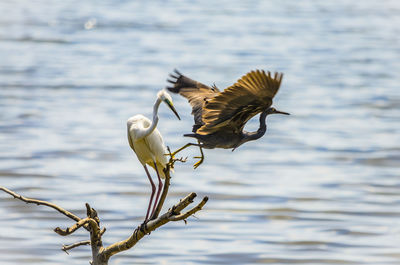 Bird flying over lake