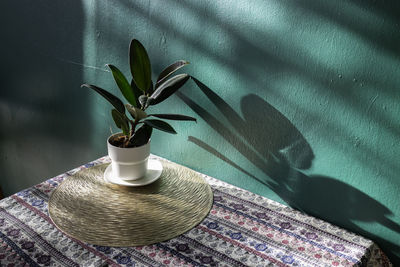 High angle view of plant on table