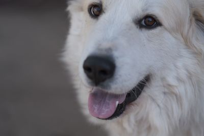 Close-up of a dog