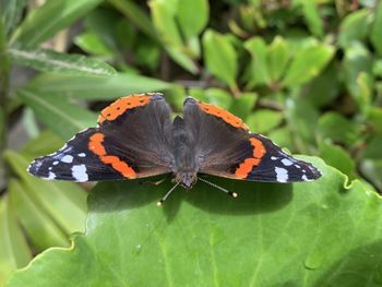 Close-up of butterfly on leaf