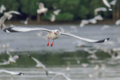 Seagull flying