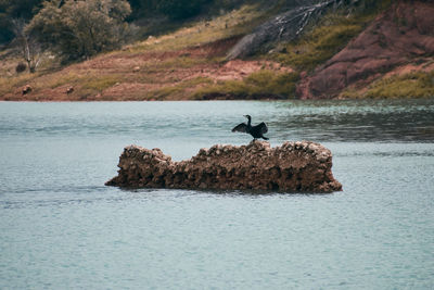 Bird perching on rock by sea