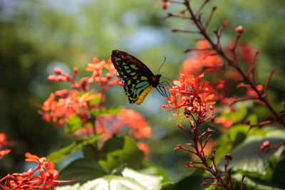 Close-up of butterfly pollinating on flower