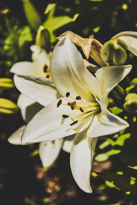 Close-up of white flowering plant