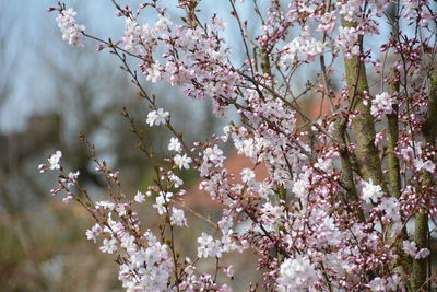 Close-up of cherry blossom tree