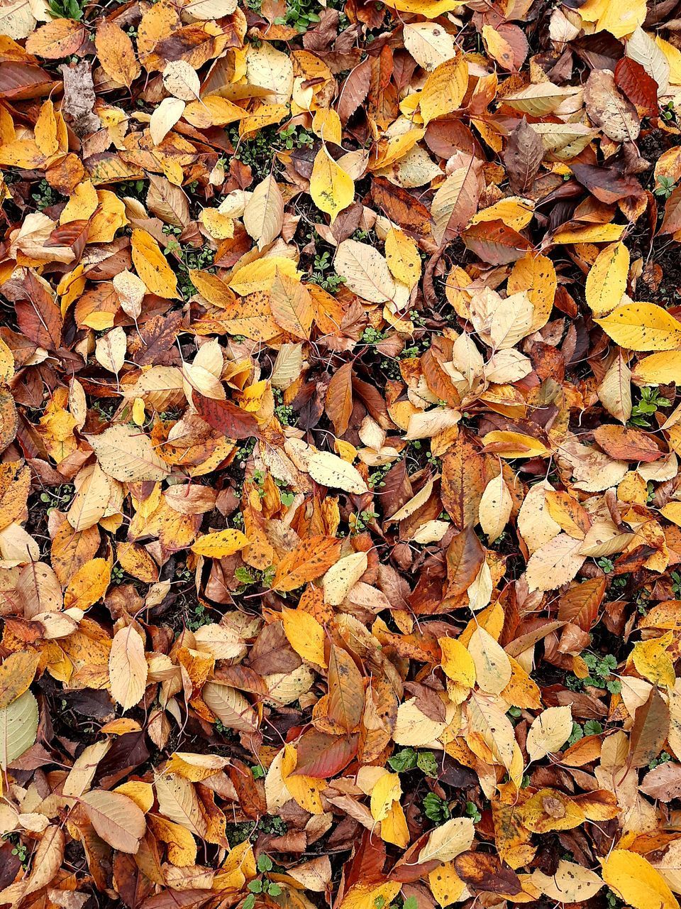 CLOSE-UP OF AUTUMN LEAVES ON FIELD
