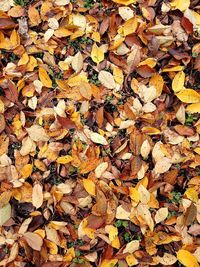 High angle view of maple leaves on field