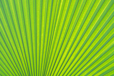 Line and texture of green palm leaves