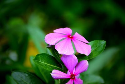 Close-up of pink flower