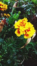 Close-up of yellow flower