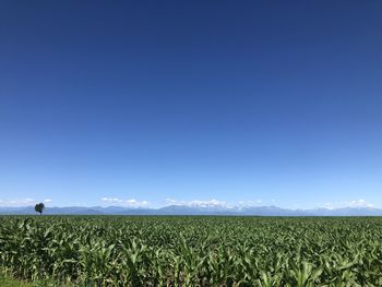 Scenic view of agricultural field against blue sky