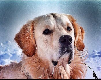 Close-up portrait of dog