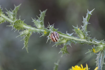 Close-up of plant