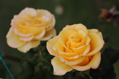 Close-up of rose flower