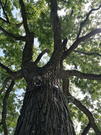 Low angle view of tree against sky