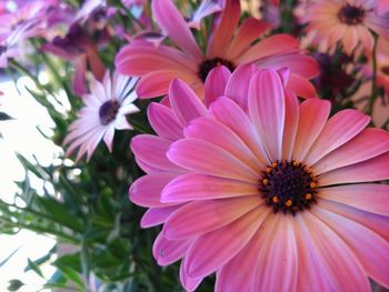 Close-up of flowers blooming outdoors