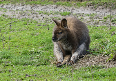 Kangaroo in freedom laying down resting on the grass and enjoying the sun