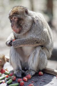 Monkey eating strawberry outdoors