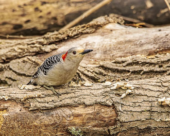 Close-up of a bird perching on wood