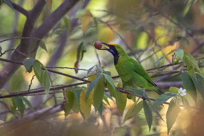 Close-up of bird perching on branch