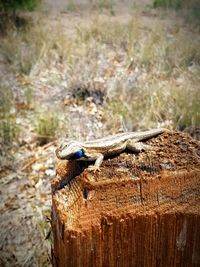 Close up of an animal