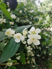 Close-up of white flowering plant