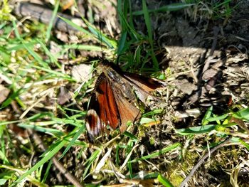 High angle view of butterfly on field