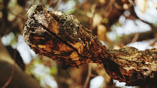 Close-up of dried leaves on tree trunk