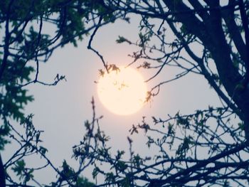 Low angle view of silhouette trees against sky during sunset