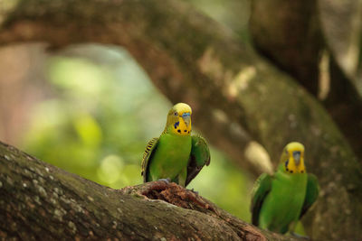 Green budgerigar parakeet bird melopsittacus undulatus perches on a branch, eating seed.