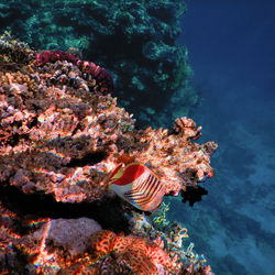Close-up of coral in sea