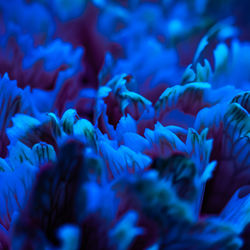 Close-up of purple flowers