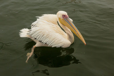 High angle view of pelican swimming in lake