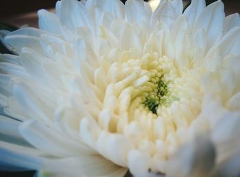 Close-up of white flowers