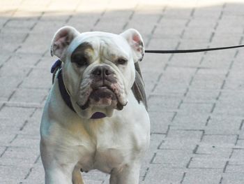 Portrait of dog on footpath