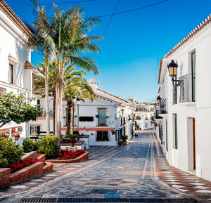 Palm trees and houses against blue sky