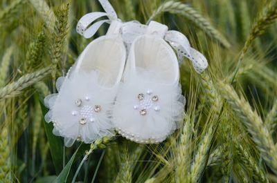 Close-up of white flowering plant on field