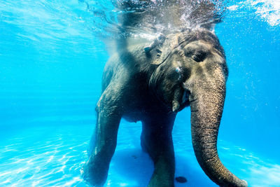 Elephant swimming in pool