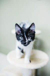 Black and white kitten with striking markings