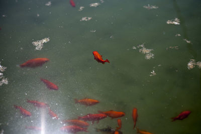 Fish swimming in sea